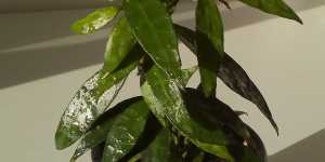 Хойя lacunosa long leaves
