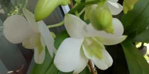 Орхидея дендробиум в комнатном выращивании. Цветение