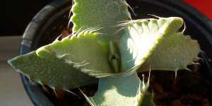 Фаукария тигровая. Характеристика и мои растения