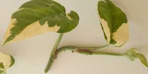 Сциндапсус (эпипремнум). Размножение черенками