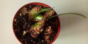 Гиппеаструм (амариллис). Деление луковицы