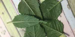 Нижегородская область