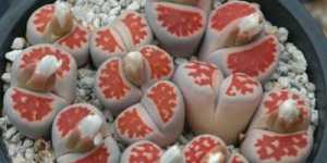 «Живые камни». Литопс - разноцветный суккулент