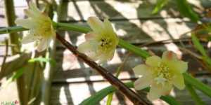 Кактус леписмиум - эпифит из тропических лесов