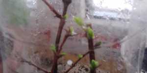 Укоренение черенков в тепличке