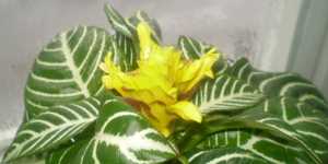 Прихотливые комнатные растения