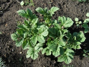 Зависимость урожайности картофеля от применения разных удобрений