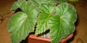 Почему не цветет бегония?