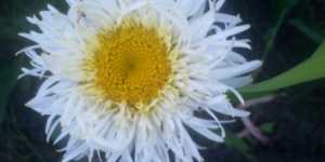 Махровые ромашки из семян - мой опыт