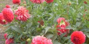 Челябинская область