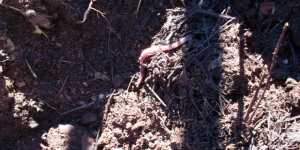 Европейские земляные (дождевые) черви