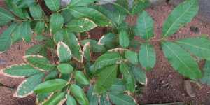 Лонган и личи, выращенные из косточек