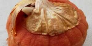 Посадка гладиолусов в Забайкалье