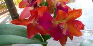 Орхидеи. Каттлея