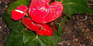 Мое применение удобрений в тропиках