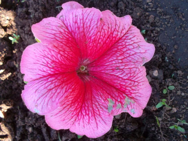 Гардения tubifera Kula с желтыми соцветиями
