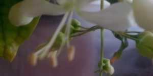 "Фата невесты" - борьба за жизнь