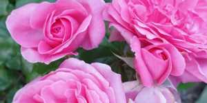 Не много роз...