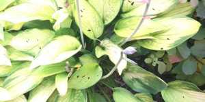 Хоста - необычный цветок для дачи.