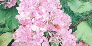 Гортензия Метельчатая