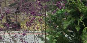 Красивоплодник привлекателен не только плодами