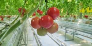 Раннее выращивание овощей гидропонным способом. Помидоры