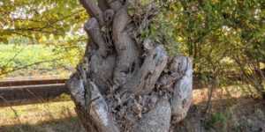 Прививка на старое плодовое дерево