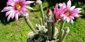 Кактус вилкоксия - «овечий хвост»