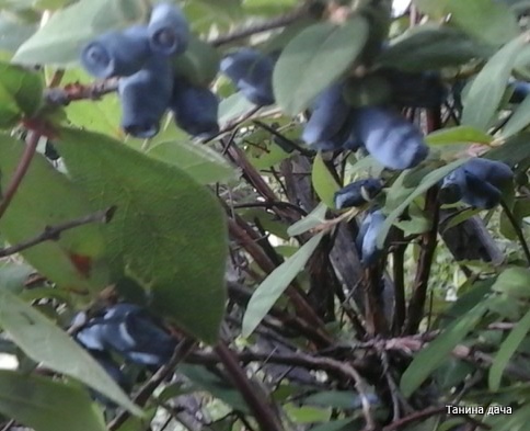 Ягодные культуры в Забайкалье. Жимолость голубая. Выращивание