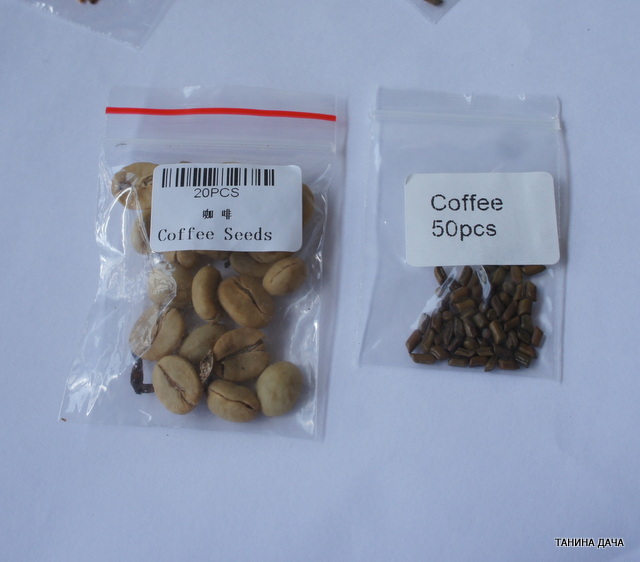 Семена второго поколения. Семена Coffea Arabica. Семена кофейного дерева. Семена кофейного дерева для посадки. Семена кофе для посадки.