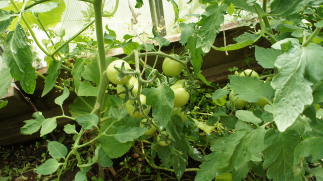 Какие самые лучшие томаты для забайкалья выращивать?