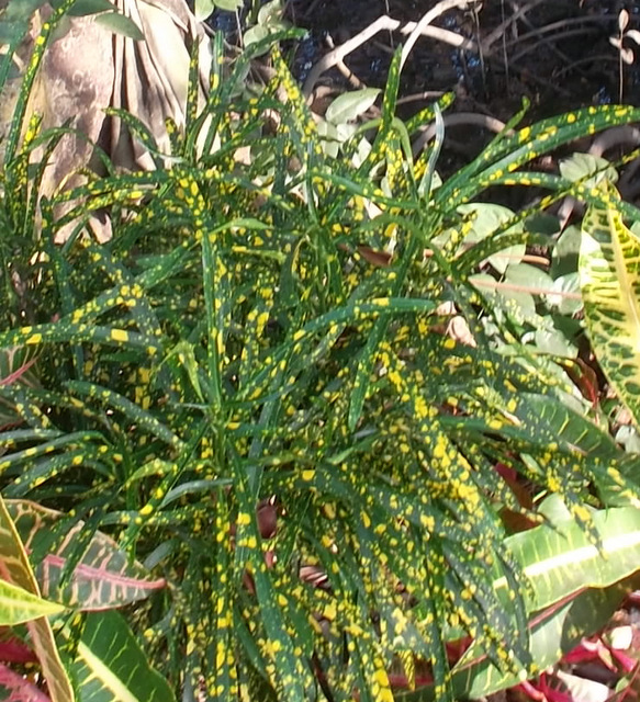 Растение С Узкими Листьями Фото
